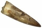 Fossil Plesiosaur (Zarafasaura) Tooth - Morocco #344243-1